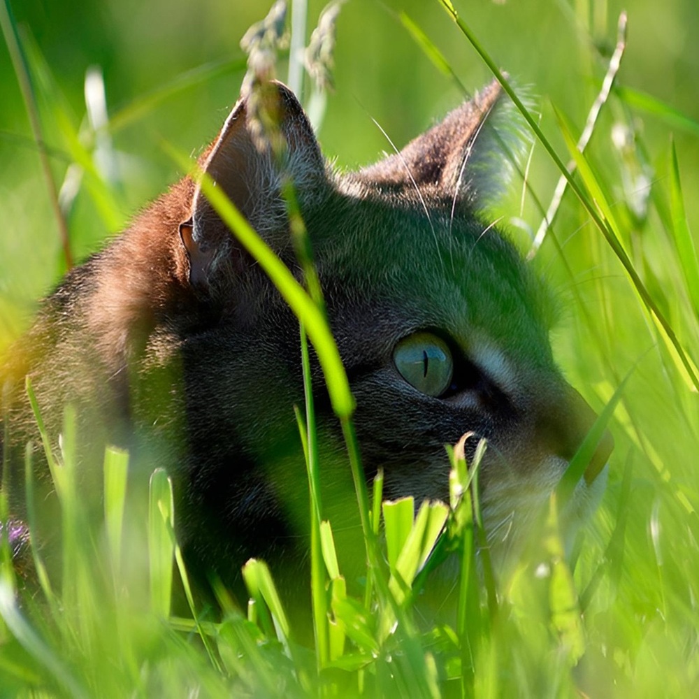 Landhof Hagspiel Rieggis im Allgäu
